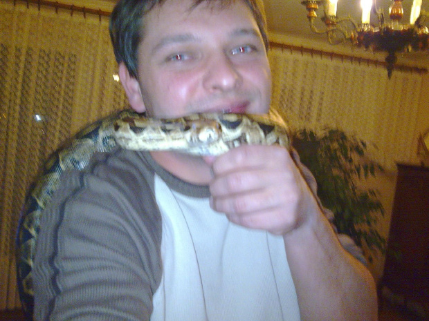 waz boa boas constrictor