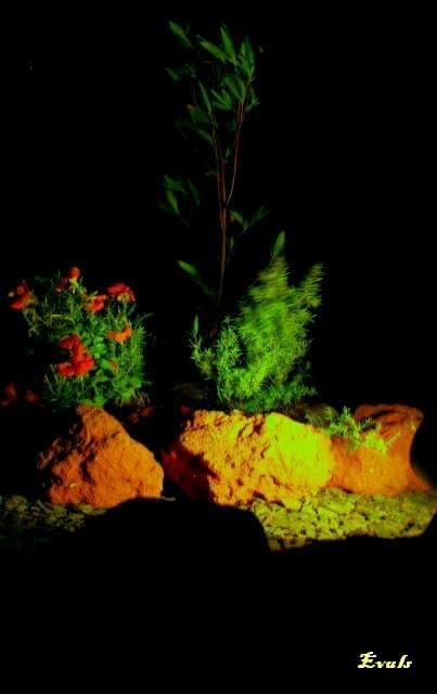 Egipski ogród nocą #Egipt #ogród #noc #kwiaty