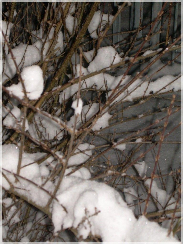 #zima #śnieg #świerk #drzewo