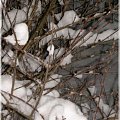 #zima #śnieg #świerk #drzewo