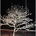 biało czarno #zima #śnieg #świerk #drzewo