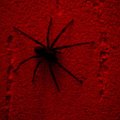 tarantula #pająk #tarantula #macro #spider #pajączek #dom #sciana