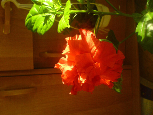 hibiscus czerwony pełny