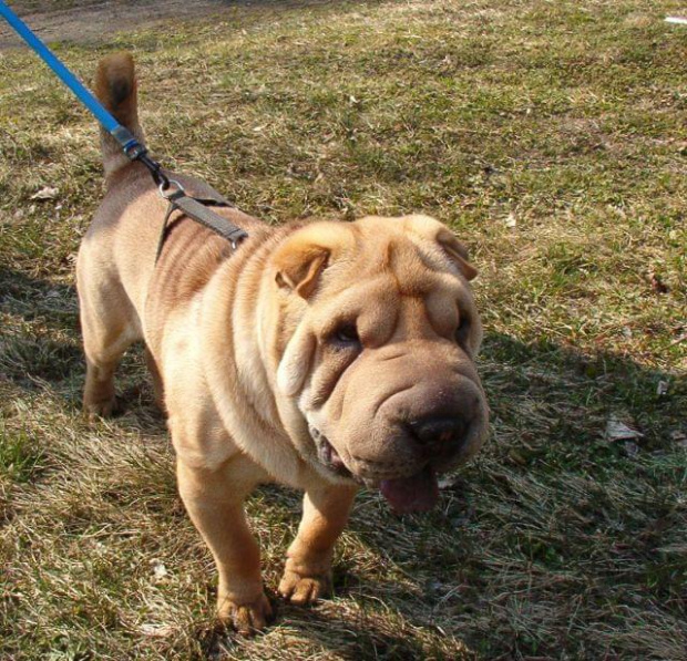 półroczny Bezan na wiosennym spacerze #SharPei