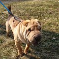 półroczny Bezan na wiosennym spacerze #SharPei