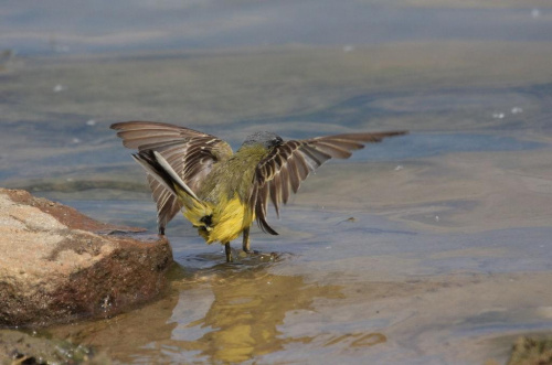 Pliszka żółta #ptaki #pliszka #przyroda