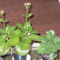 Kalanchoe