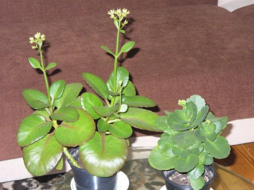 Kalanchoe