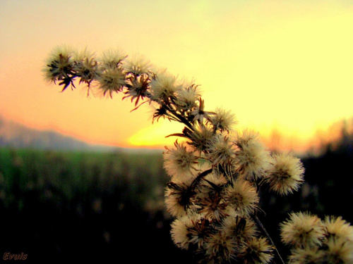 Trawy na łąkach o zachodzie słońca #grudzień #łąka #trawy #ZachódSłońca