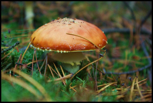 bydgoszcz - myślęcinek - grzyby - jesień #bydgoszcz