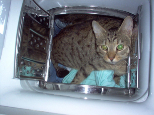 Mój kot Enter odposczywa w pralce