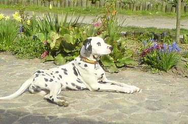 Chuch Norris, Frodo czyli Bamsej i Sara ) #Frodo #Bamsej #Sara #ChuchNorris #dalmatyńczyk #bokser