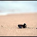 OMUŁEK JADALNY / ŁEBA #Omułek #muszla #plaża #morze #Łeba