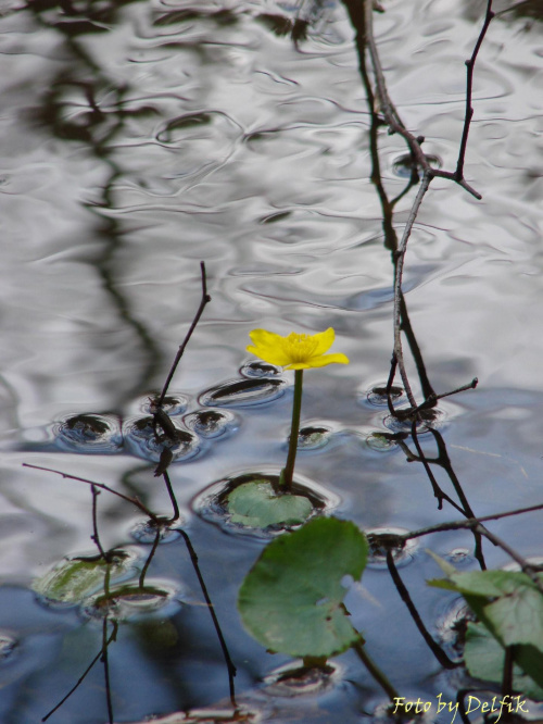 #woda #rzeczka #rzeka #kwiatek