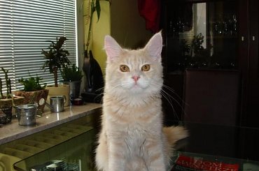 #balbina #KotyRasowe #kocięta #MaineCoon