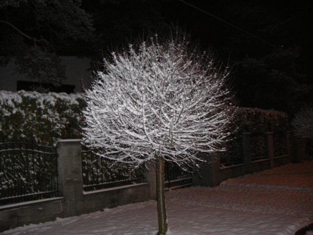 Białe drzewko nocą #Zima