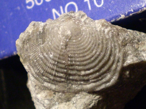 Ramienionóg zawiasowy Leptagonia sp. Długość okazu - 1,9 cm . Wiek : dolny karbon . Data znalezienia : 2006 .