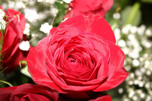 #roze #kwiaty #kolory