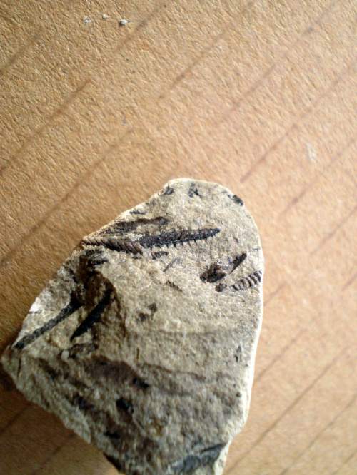 Graptolity ; raczej Monograptus sp. Długość najdłuższego osobnika – 0,9 cm . Wiek : dolny sylur – dolny dewon . Data znalezienia : 2006 . Okazy nr 24a , 24b , 24c , 24d i 24e pochodzą z rozbicia jednej skały .