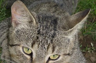 Moje kociaki #koty #kot #koteczek