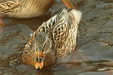 Nad Czarną Hańczą #kaczka #kaczki #kaczor #ptak #ptaki #zima #rzeka #Suwałki #CzarnaHańcza