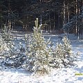 Gdynia Kacze Buki