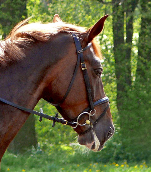 #konie #Bogusławice #jeździectwo