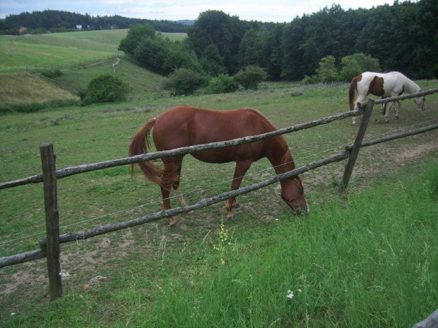 konie,jeż,wiewiórka