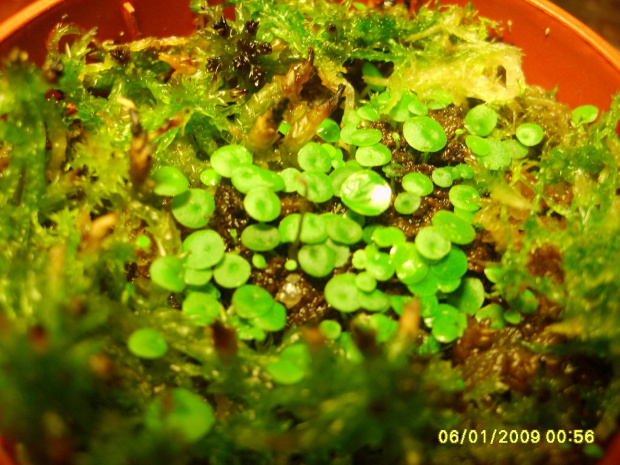 Utricularia pubescens 'sera araca' Brazylia