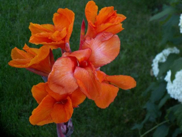 Canna "Durban"