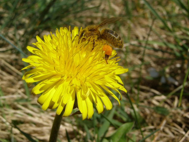 Pszczoła zbierająca nektar. #mlecz #nektar #owad #pszczoła #pyłek
