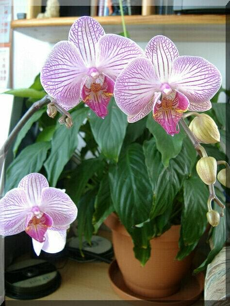 Phalaenopsis