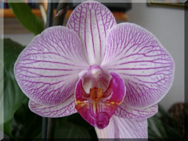 Phalaenopsis