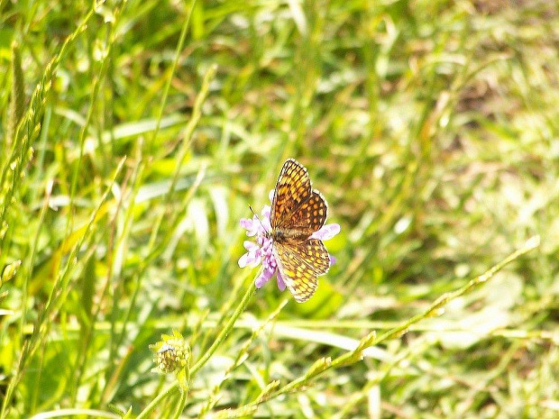 Motyl #makro