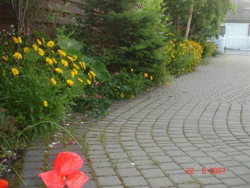 Mój ogród 2007 styczeń-lipiec #OgródKwiatyKrajobrazy