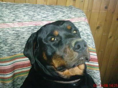 #pies #psy #rottweiler