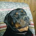 #pies #psy #rottweiler