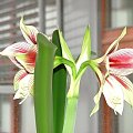 odmiana 'Papilio Butterfly' - 16 kwietnia 2008 #amarylis #Hippeastrum #hydroponika #PapilioButterfly