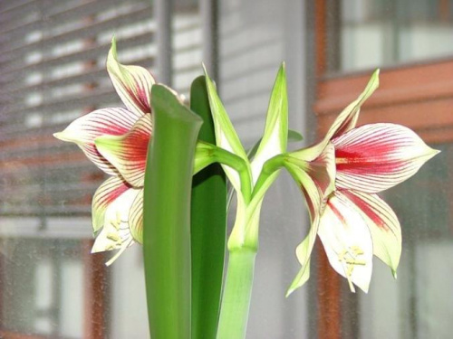 odmiana 'Papilio Butterfly' - 16 kwietnia 2008 #amarylis #Hippeastrum #hydroponika #PapilioButterfly