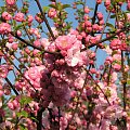 #kwiaty #przyroda #wiosna #migdałek #prunus #triloba