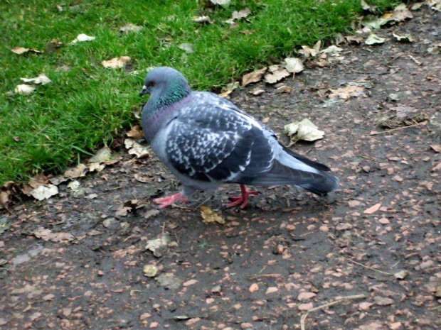 royal botanic gardens - edinburgh