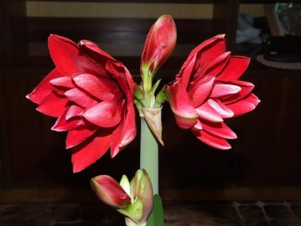 odmiana 'Double Dragon' - 25 stycznia 2009 #amarylis #DoubleDragon #Hippeastrum #hydroponika