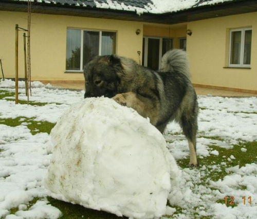 Megi lepi balwanał