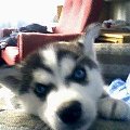 HUSKY!!!
moa prosi:)fajny sposób co:)i jak nie odmówic:)moj prześliczny husky