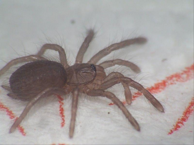 P. chordatus n2