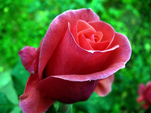 #kwiaty #róża