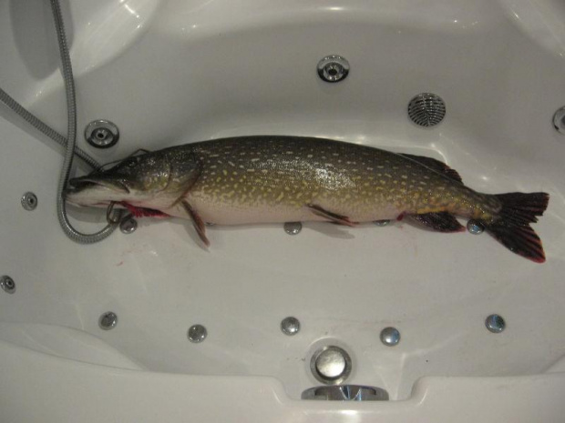 Szczupak, waga 7,15kg, długość 100 cm, złowiony na Bugu, na spinning #wędkarstwo #szczupak #ryby #okaz