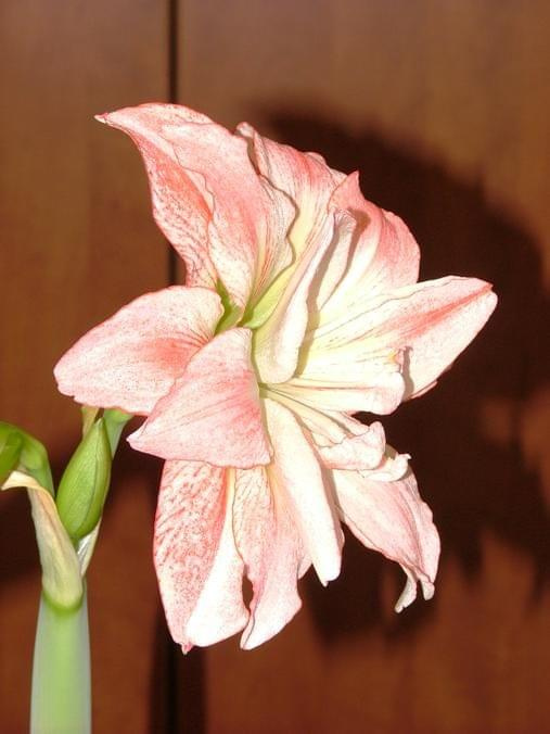 odmiana 'Aphrodite' - 3 lutego 2009 #amarylis #Aphrodite #Hippeastrum #hydroponika