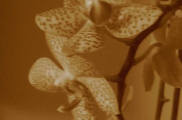 Dla Sary... specjalnie dla Ciebie :* #storczyk #kwiaty