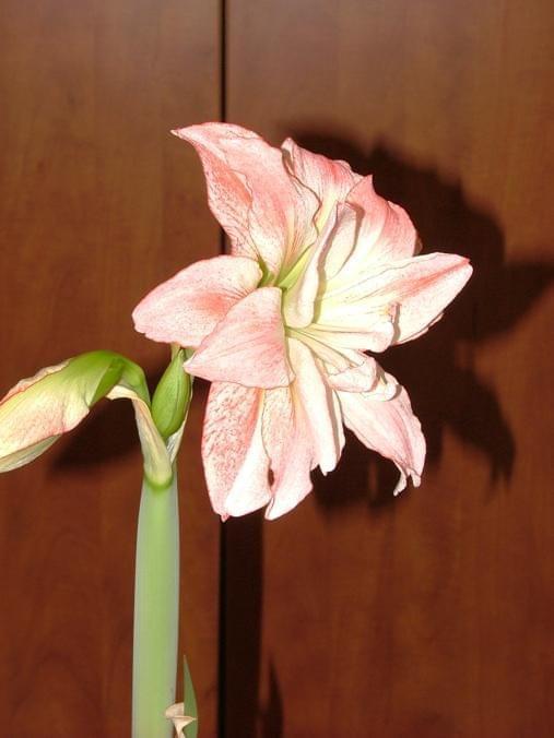 odmiana 'Aphrodite' - 3 lutego 2009 #amarylis #Aphrodite #Hippeastrum #hydroponika